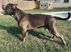 King Kilo (Kilo)